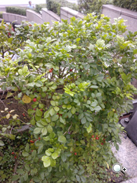 LG KM900魔術方塊轉不停 上市價17,900元 LG KM900魔術方塊轉不停 上市價17,900元